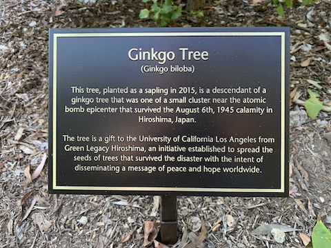 new gingko tree sign